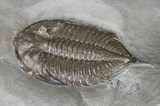 Dalmanites - Classic NY Trilobite #11455-1